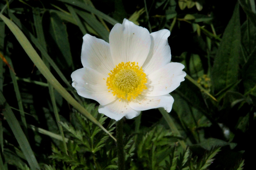 Anemone - Gro%EF%BF%BD%EF%BF%BDes Windr%EF%BF%BD%EF%BF%BDschen (Anemone sylvestris) / Kalle Kubatschka
