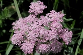 Gemeiner Baldrian (Valeriana officinalis) / Kalle Kubatschka Gemeiner Baldrian / Kalle Kubatschka
