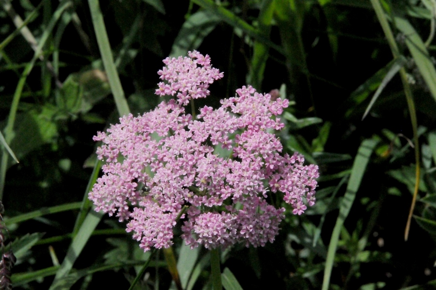 Gemeiner Baldrian (Valeriana officinalis) / Kalle Kubatschka