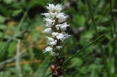 Lebendgebärender Knöterich (Polygonum viviparum) / Kalle Kubatschka Lebendgebärender Knöterich / Kalle Kubatschka