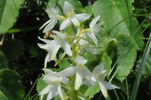 Weiße Waldhyazinthe (Platanthera bifolia) / Kalle Kubatschka Weiße Waldhyazinthe / Kalle Kubatschka