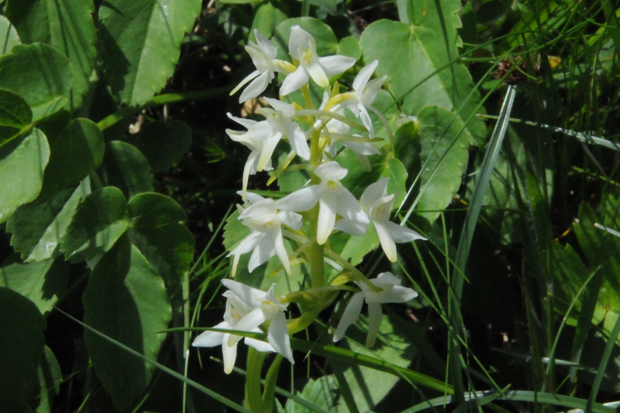 Wei%EF%BF%BD%EF%BF%BDe Waldhyazinthe (Platanthera bifolia) / Kalle Kubatschka