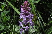 Mücken-Händelwurz (Gymnadenia conopsea) / Kalle Kubatschka Mücken-Händelwurz / Kalle Kubatschka