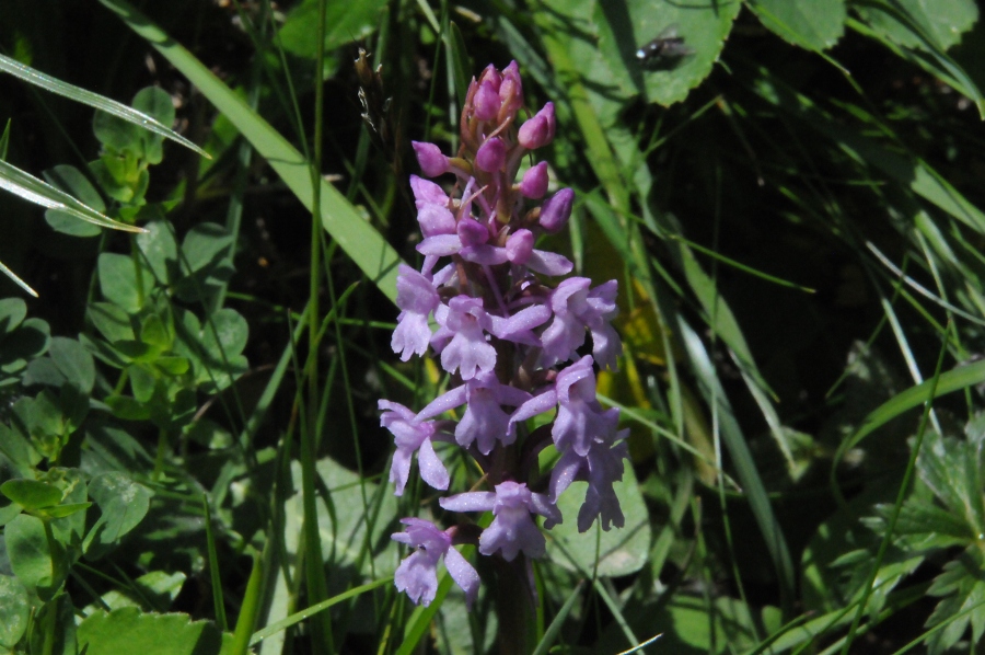 M%EF%BF%BD%EF%BF%BDcken-H%EF%BF%BD%EF%BF%BDndelwurz (Gymnadenia conopsea) / Kalle Kubatschka