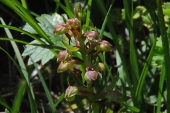 Zwergstendel, Zwerg-Orchis (Chamorchis alpina) / Kalle Kubatschka Zwergstendel, Zwerg-Orchis / Kalle Kubatschka