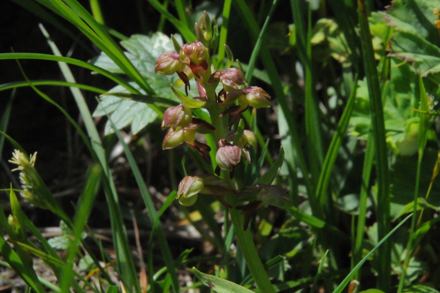 Zwergstendel, Zwerg-Orchis (Chamorchis alpina) / Kalle Kubatschka