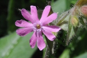Berg-Nelke (Dianthus) / Kalle Kubatschka Berg-Nelke / Kalle Kubatschka