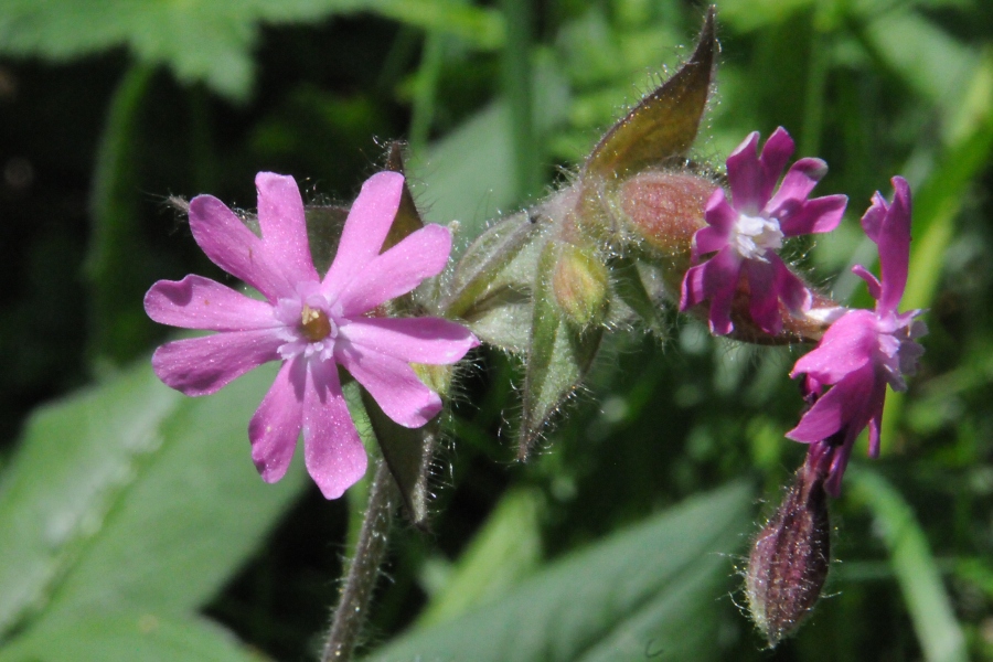 Berg-Nelke (Dianthus) / Kalle Kubatschka