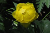 Trollblume (Trollius europaeus) / Kalle Kubatschka Trollblume / Kalle Kubatschka