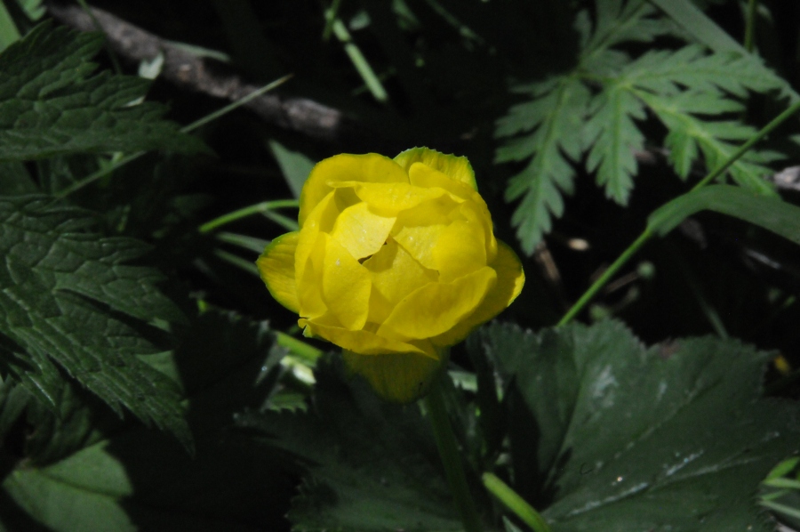 Trollblume (Trollius europaeus) / Kalle Kubatschka