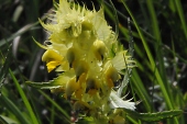 Klappertopf, zottiger (Rhinanthus alectorolophus) / Kalle Kubatschka Klappertopf, zottiger / Kalle Kubatschka