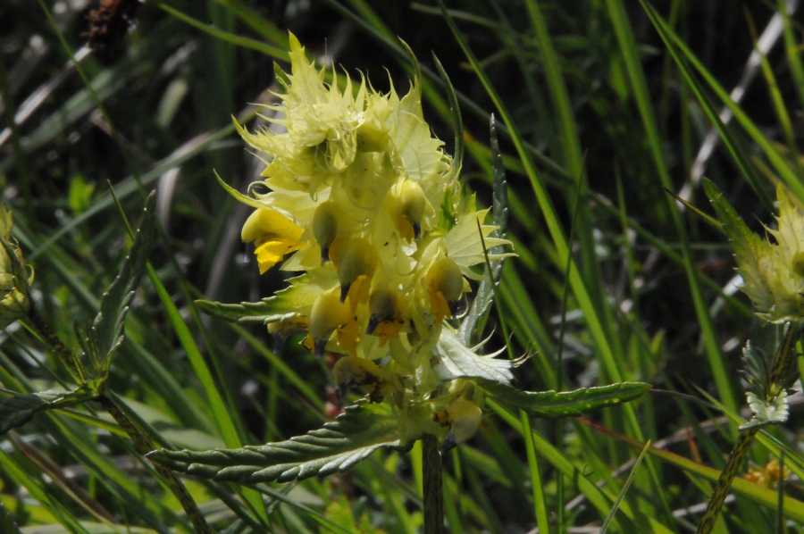 Klappertopf, zottiger (Rhinanthus alectorolophus) / Kalle Kubatschka