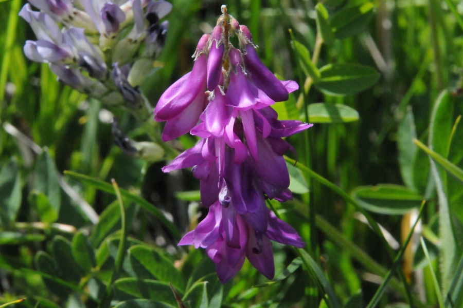 Alpen-S%EF%BF%BD%EF%BF%BD%EF%BF%BD%EF%BF%BDklee (Hedysarum hedysaroides) / Kalle Kubatschka