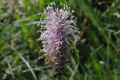 Mittlerer Wegerich (Plantago medio) / Kalle Kubatschka Mittlerer Wegerich / Kalle Kubatschka