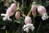 Taubenkropf-Leimkraut (Silene vulgaris) / Kalle Kubatschka Taubenkropf-Leimkraut / Kalle Kubatschka
