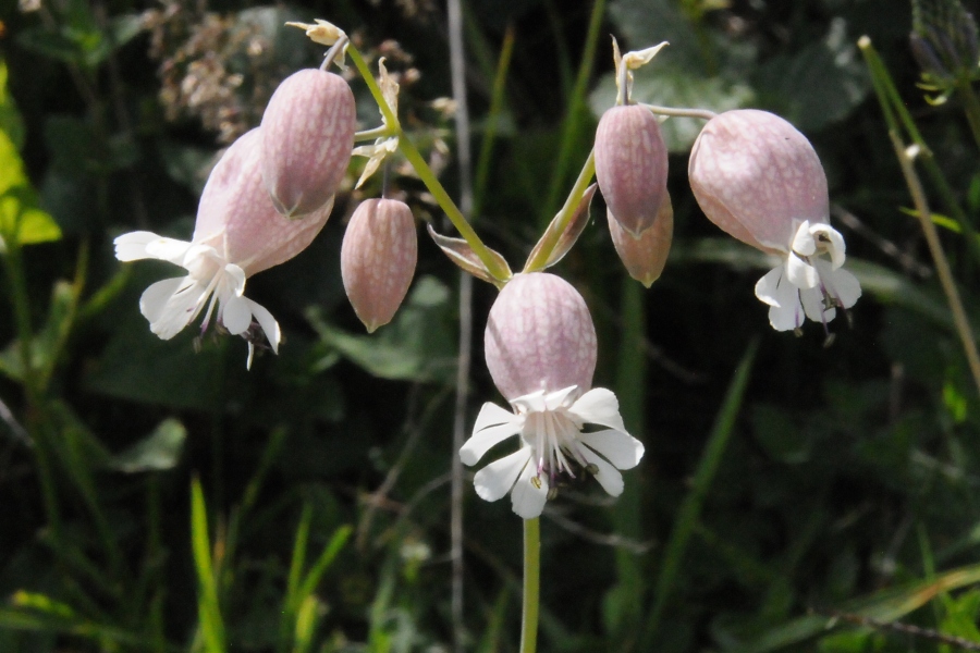 Taubenkropf-Leimkraut (Silene vulgaris) / Kalle Kubatschka