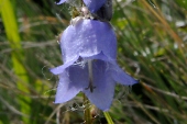 Bärtige Glockenblume (Campanula barbata) / Kalle Kubatschka Bärtige Glockenblume / Kalle Kubatschka