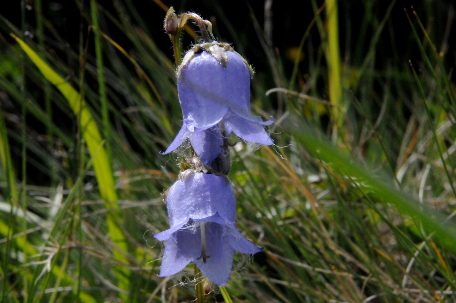 B%C3%A4rtige Glockenblume (Campanula barbata) / Kalle Kubatschka