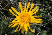 Arnika (Arnica montana) / Kalle Kubatschka Arnika / Kalle Kubatschka