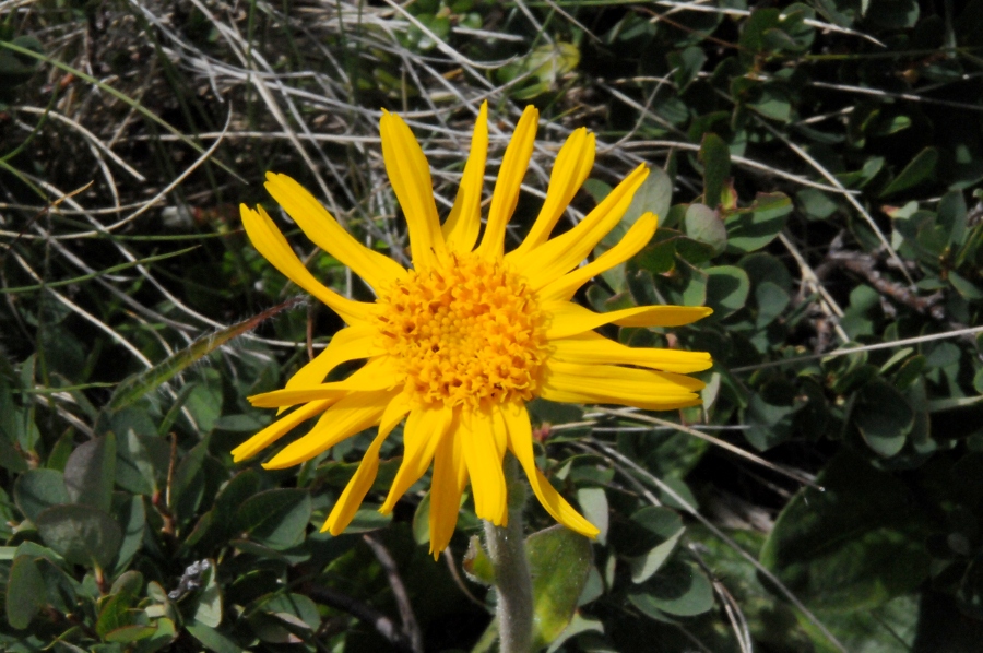 Arnika (Arnica montana) / Kalle Kubatschka