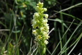 Weißzüngel (Pseudorchis albida) / Kalle Kubatschka Weißzüngel / Kalle Kubatschka