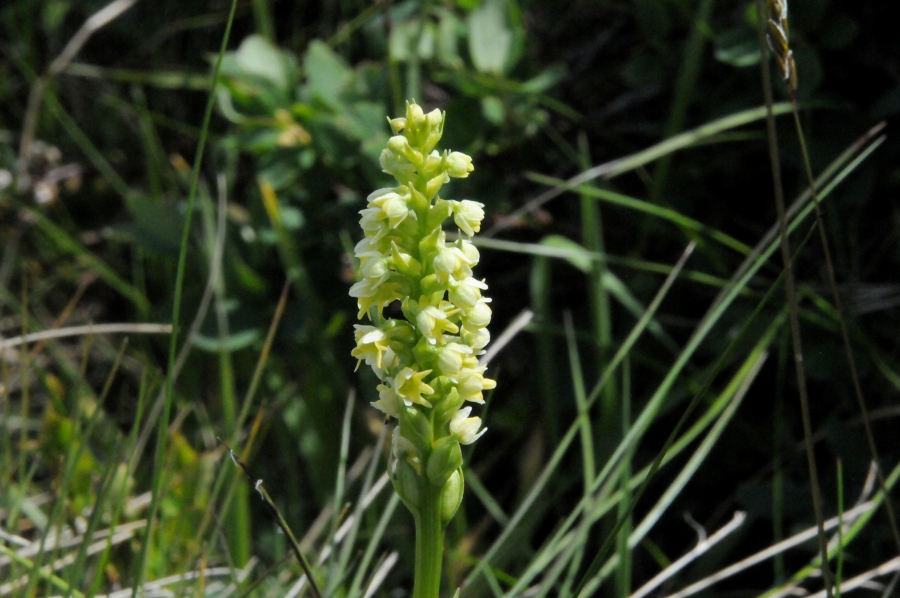 Weizngel (Pseudorchis albida) / Kalle Kubatschka