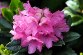 Rostrote Alpenrose (Rhododendron ferrugineum) / Kalle Kubatschka Rostrote Alpenrose / Kalle Kubatschka