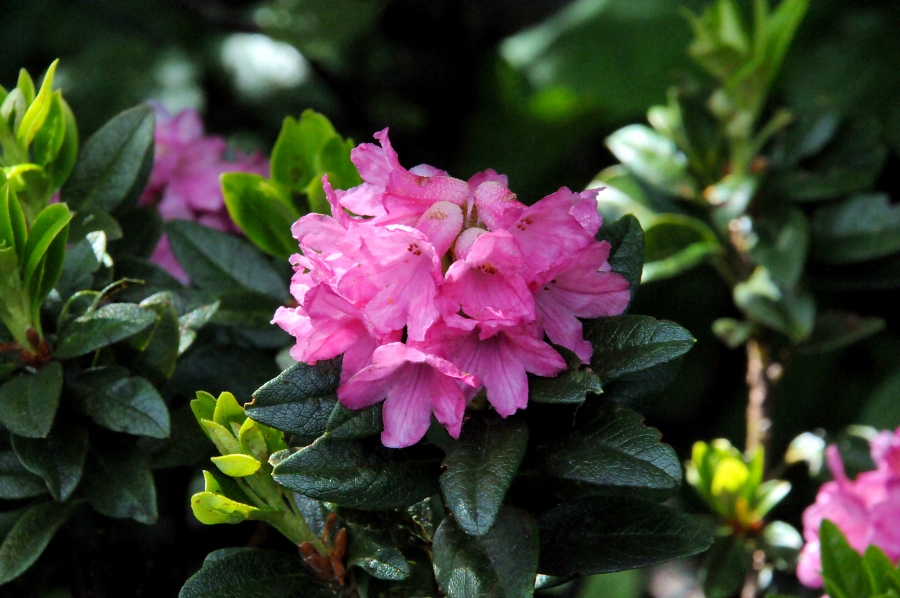 Rostrote Alpenrose (Rhododendron ferrugineum) / Kalle Kubatschka