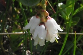 Preiselbeere (Vaccinium vitis-idaea) / Kalle Kubatschka Preiselbeere / Kalle Kubatschka
