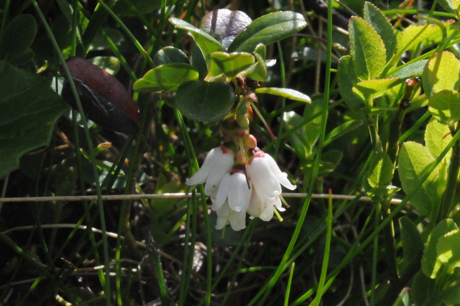 Preiselbeere (Vaccinium vitis-idaea) / Kalle Kubatschka