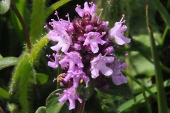 Braunelle, großblütige (Prunella grandiflora) / Kalle Kubatschka Braunelle, großblütige / Kalle Kubatschka