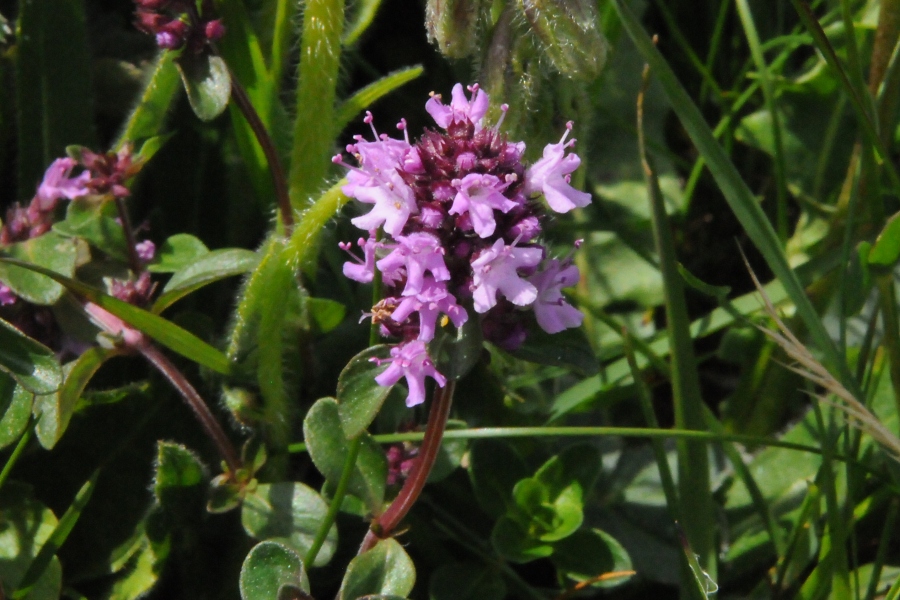 Braunelle, grobltige (Prunella grandiflora) / Kalle Kubatschka