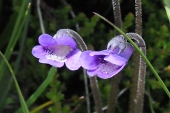 Gemeines Fettkraut (Pinguicula vulgaris) / Kalle Kubatschka Gemeines Fettkraut / Kalle Kubatschka