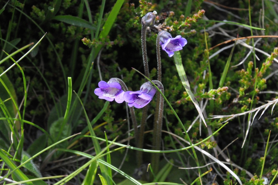 Gemeines Fettkraut (Pinguicula vulgaris) / Kalle Kubatschka