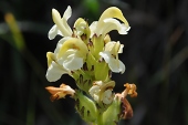 Läusekraut, schopfiges (Pedicularis comosa) / Kalle Kubatschka Läusekraut, schopfiges / Kalle Kubatschka