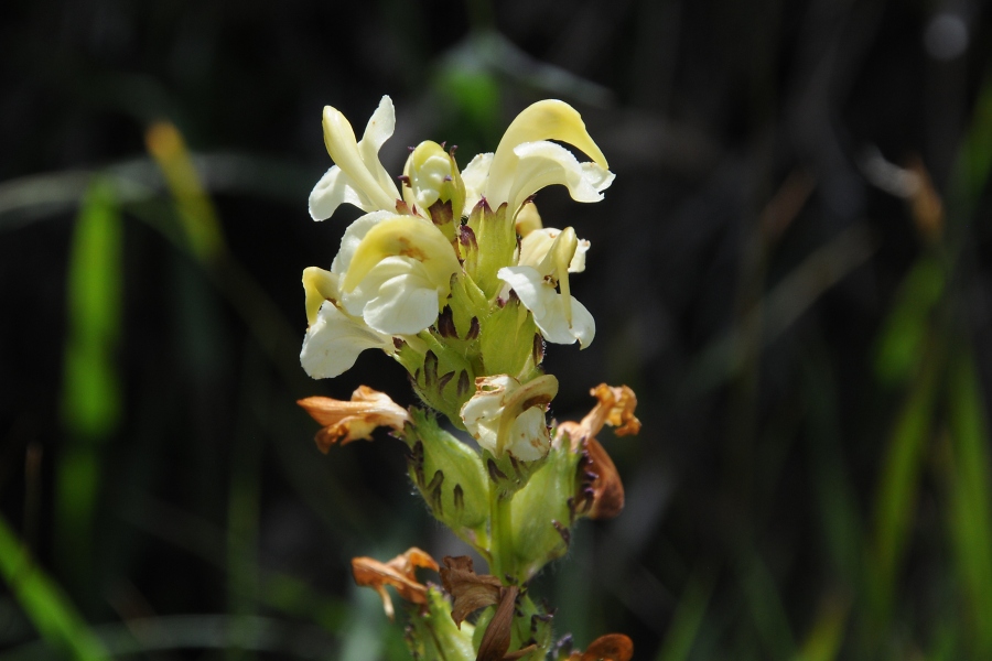 L%EF%BF%BD%EF%BF%BDusekraut, schopfiges (Pedicularis comosa) / Kalle Kubatschka