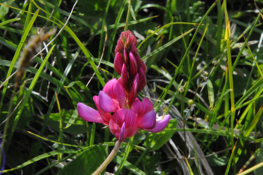 Berg-Esparsette (Onobrychis montana) / Kalle Kubatschka