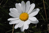 Wucherblume - Alpenmargerite (Leucanthemopsis alpina) / Kalle Kubatschka Wucherblume - Alpenmargerite / Kalle Kubatschka