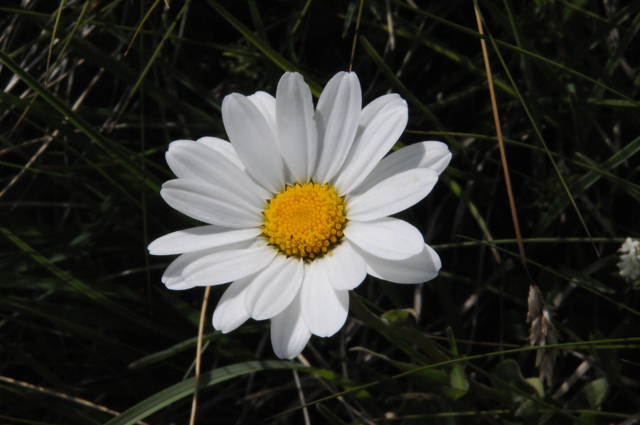 Wucherblume - Alpenmargerite (Leucanthemopsis alpina) / Kalle Kubatschka
