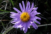 Alpen-Aster (Aster alpinus) / Kalle Kubatschka Alpen-Aster / Kalle Kubatschka