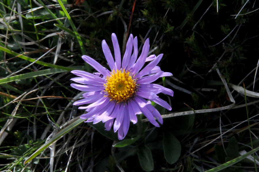 Alpen-Aster (Aster alpinus) / Kalle Kubatschka