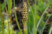 Sumpf-Schachtelhalm (Equisetum palustre) / Kalle Kubatschka Sumpf-Schachtelhalm / Kalle Kubatschka
