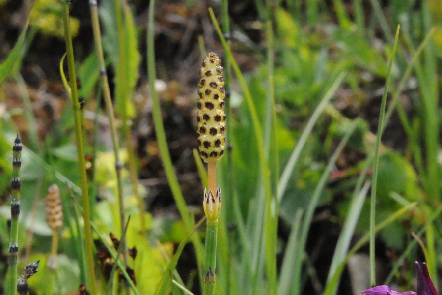 Sumpf-Schachtelhalm (Equisetum palustre) / Kalle Kubatschka