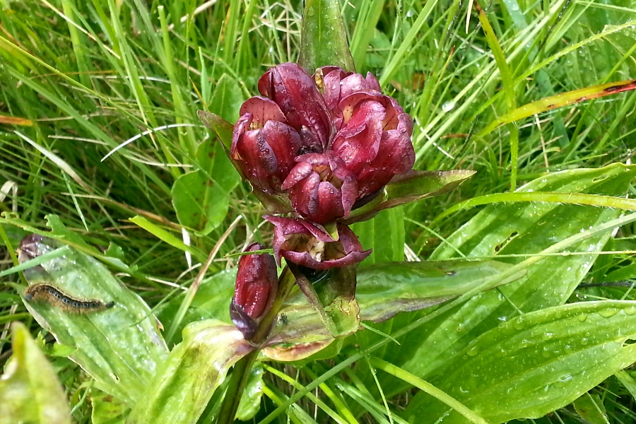 Pannonischer Enzian (Gentiana pannonica) / Kalle Kubatschka