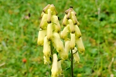 Wolfs-Eisenhut (Aconitum lycoctonum subsp. Vulparia) / Kalle Kubatschka Wolfs-Eisenhut / Kalle Kubatschka