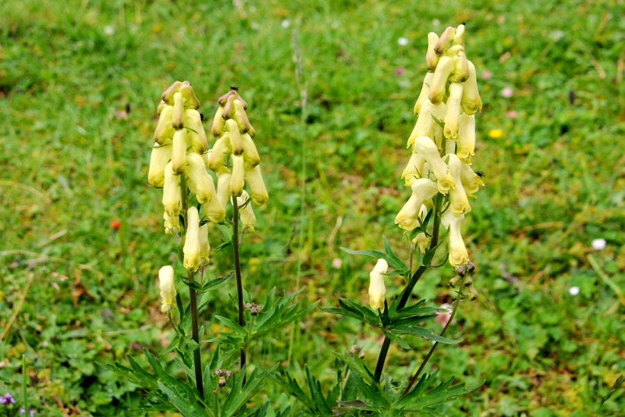 Wolfs-Eisenhut (Aconitum lycoctonum subsp. Vulparia) / Kalle Kubatschka