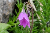 Alpenheilglöckchen (Primula matthioli) / Kalle Kubatschka Alpenheilglöckchen / Kalle Kubatschka