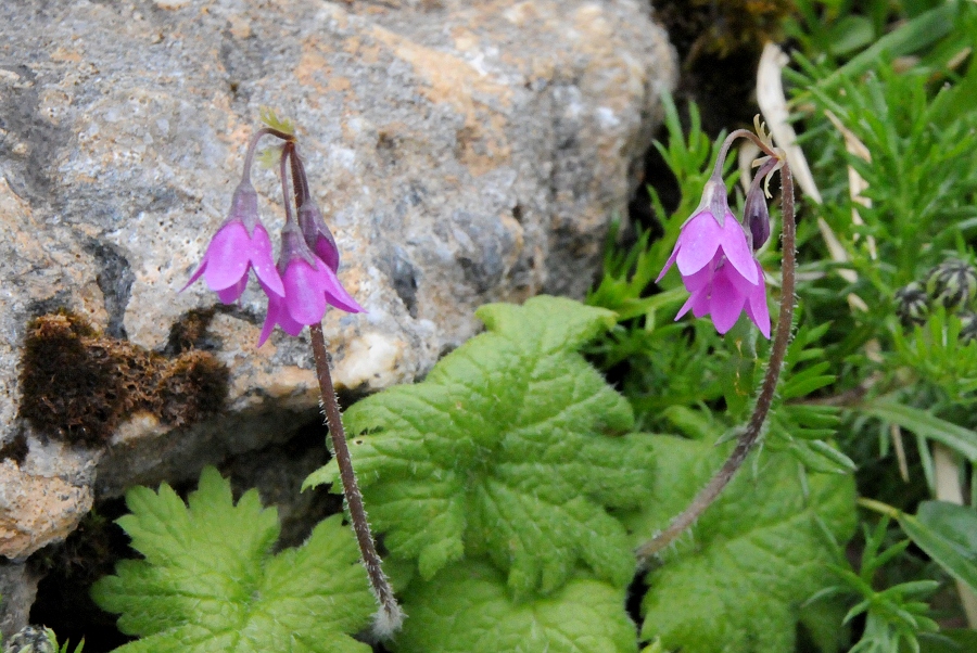 Alpenheilgl%EF%BF%BD%EF%BF%BDckchen (Primula matthioli) / Kalle Kubatschka