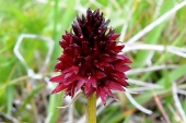 Kohlröschen (Nigritella nigra) / Kalle Kubatschka Kohlröschen / Kalle Kubatschka