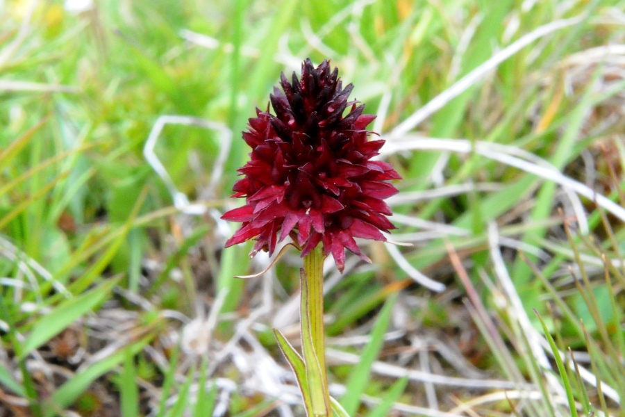 Kohlr%EF%BF%BD%EF%BF%BDschen (Nigritella nigra) / Kalle Kubatschka